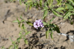 Lantana xenica
