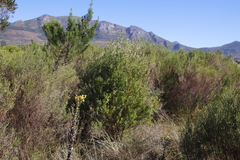 Leucadendron floridum