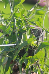 Araujia brachystephana