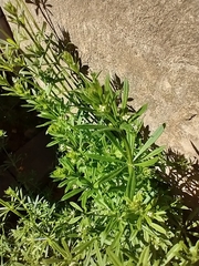 Galium
