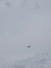 Ictinia mississippiensis