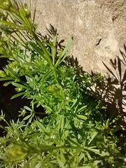 Galium