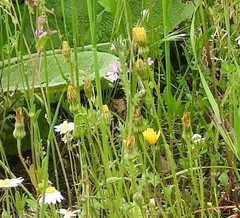 Leontodon longirostris