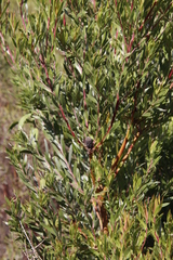Leucadendron floridum