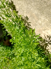 Galium