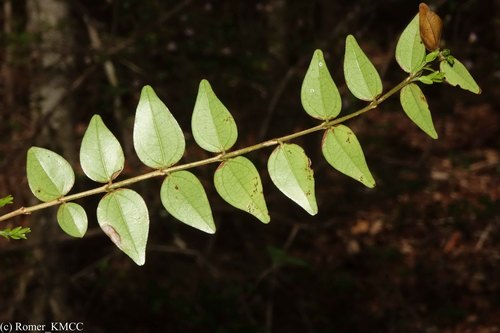Strychnos myrtoides (Strychnos myrtoides)