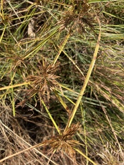 Cyperus