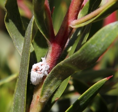Leucadendron floridum