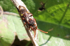 Nomada flava
