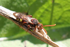 Nomada flava