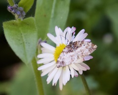 Enchoria lacteata