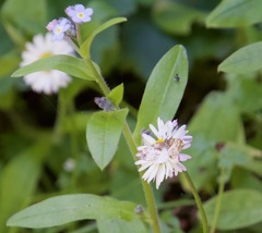 Enchoria lacteata