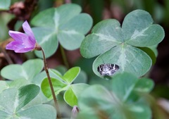 Trichodezia californiata