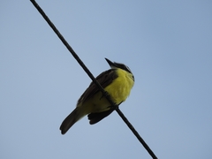 Pitangus sulphuratus