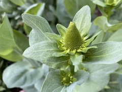 Rudbeckia maxima