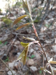 Amelanchier arborea arborea