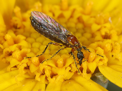 Dilophus strigilatus