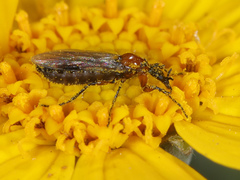 Dilophus strigilatus