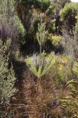 Leucadendron floridum