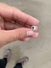 Amphibalanus eburneus