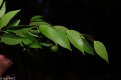 Synaptolepis perrieri