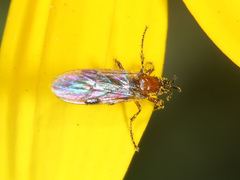 Dilophus strigilatus