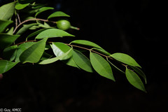 Synaptolepis perrieri