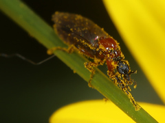 Dilophus strigilatus
