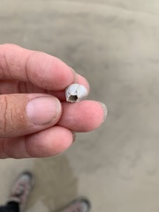 Amphibalanus eburneus