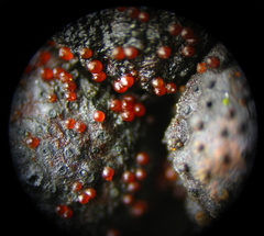 Dialonectria episphaeria