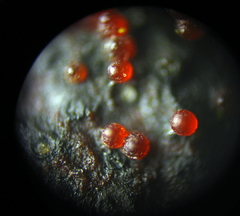 Dialonectria episphaeria