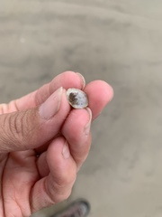 Amphibalanus eburneus