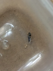 Nepomorpha