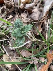 Teucrium scorodonia