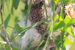 Araujia brachystephana