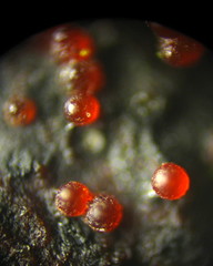 Dialonectria episphaeria