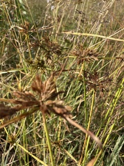 Cyperus