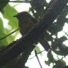 Mionectes oleagineus