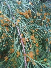 Gymnotelium blasdaleanum