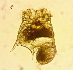 Plationus patulus