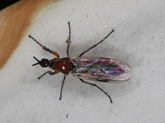 Dilophus strigilatus