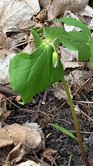 Trillium cernuum