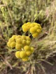 Nidorella hottentotica