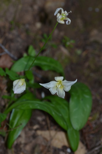 California fawnlily (Erythronium californicum)