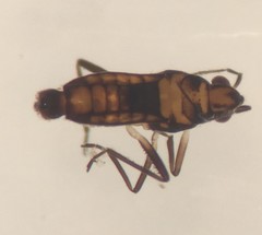 Microvelia albonotata