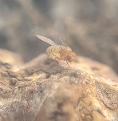 Drosophila melanogaster