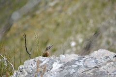 Geocolaptes olivaceus