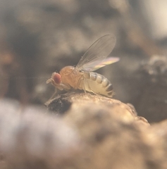 Drosophila melanogaster