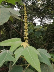 Croton magdalenensis