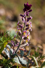 Streptanthus hispidus